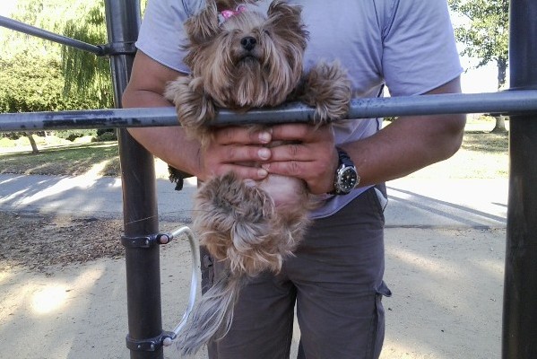 Yorkie Fitness
